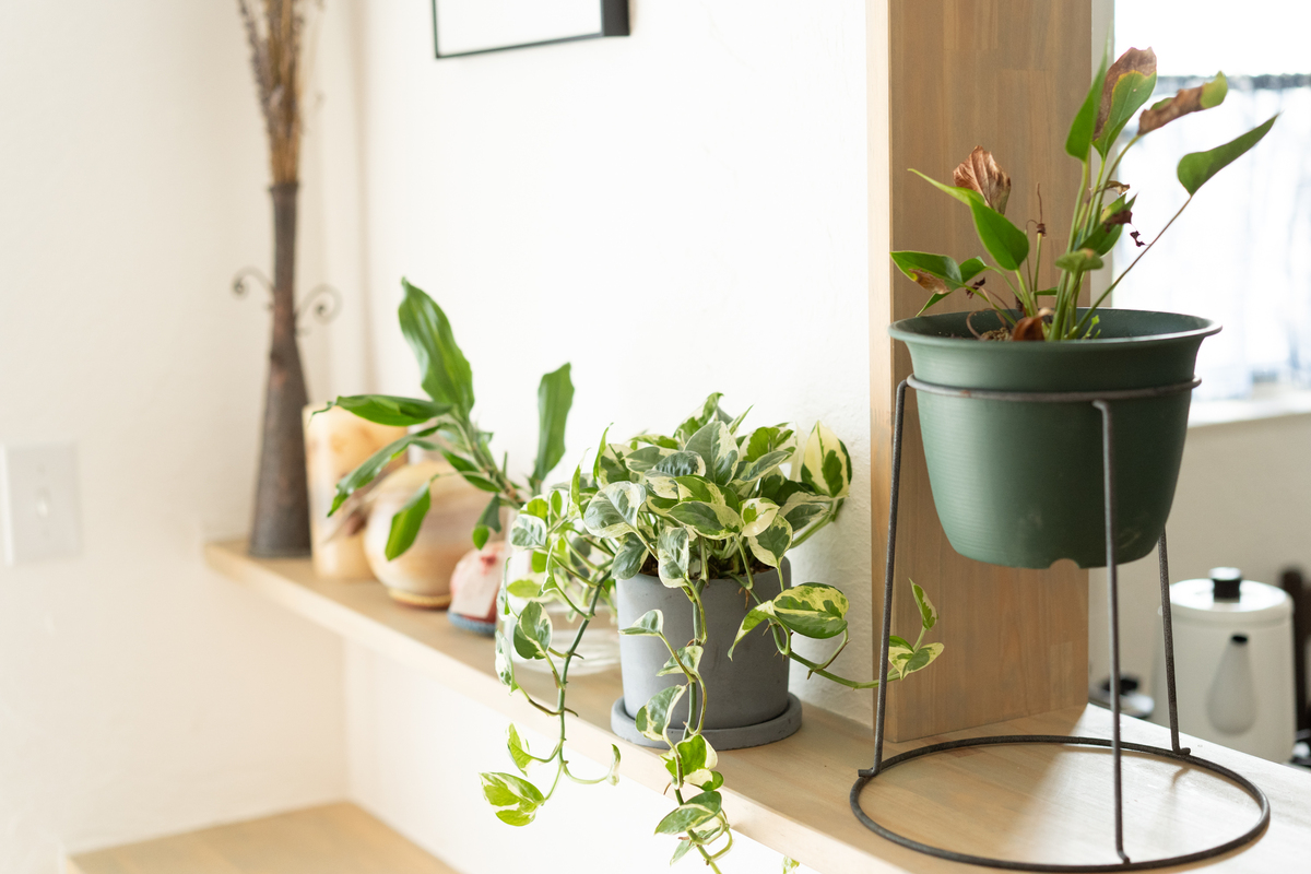 高根の森に暮らす｜林地の購入と造成の基本